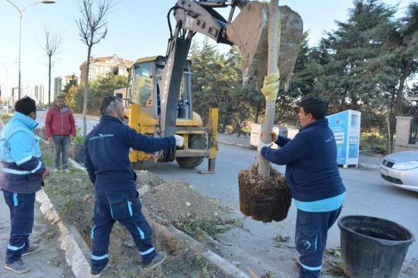Beylikdüzü Belediyesi Park ve Bahçeler Müdürlüğü, ağaçlandırma çalışmaları