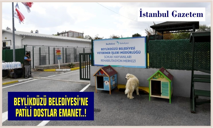 BEYLİKDÜZÜ BELEDİYESİ’NE PATİLİ DOSTLAR EMANET..!