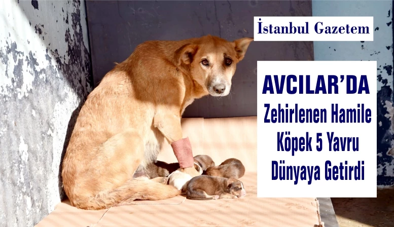 AVCILAR