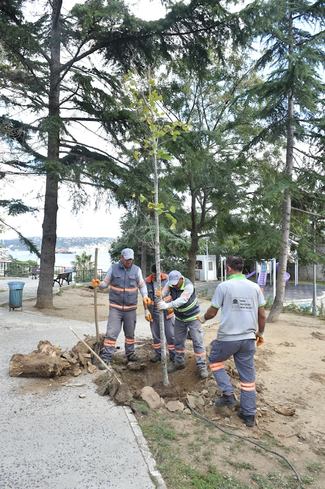 BEŞİKTAŞ’TA AYAZMA PARKI’NA YENİ AĞAÇLAR DİKİLDİ!